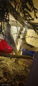 Сформована пара яка мала малючки