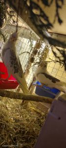 Сформована пара яка мала малючки