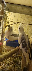 Сформована пара яка мала малючки