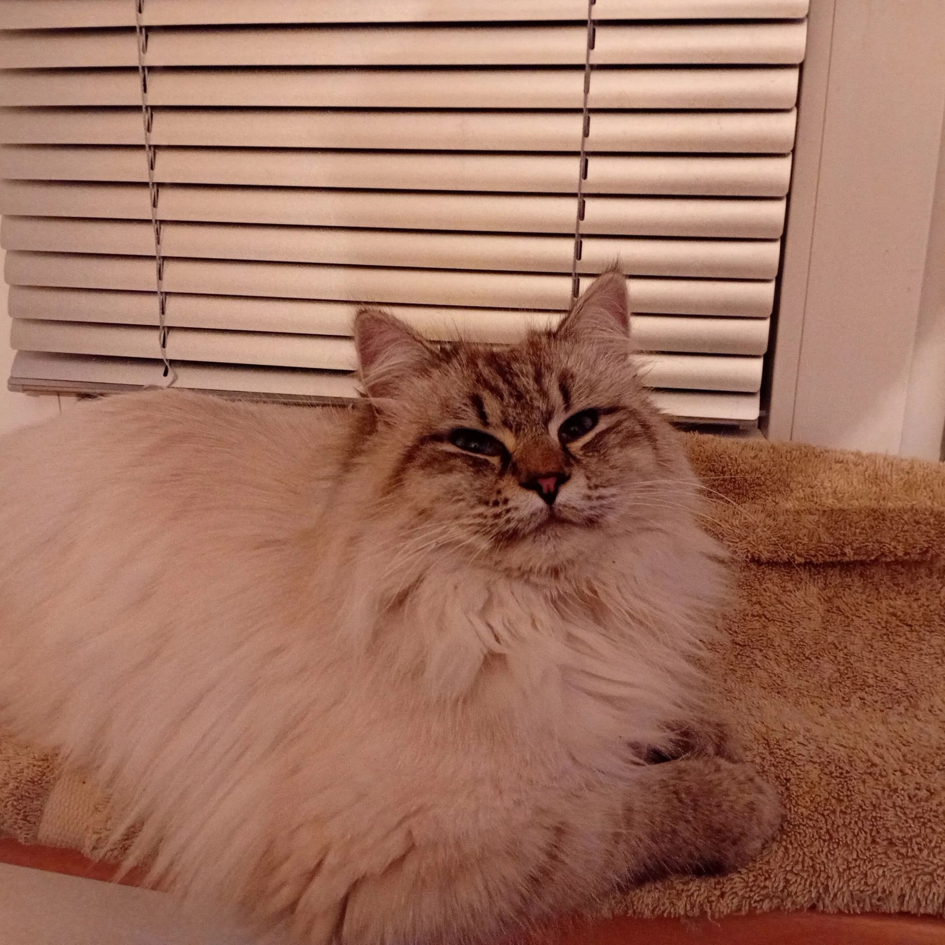 Котик кіт кошеня