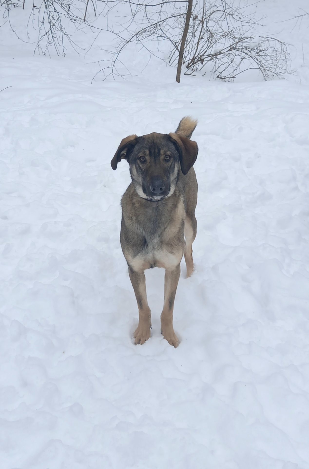 Молодой пес Лютик ищет дом