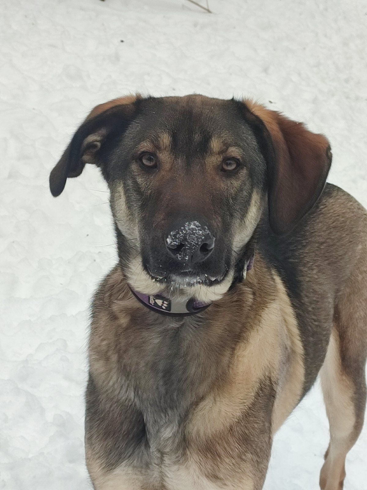 Молодой пес Лютик ищет дом