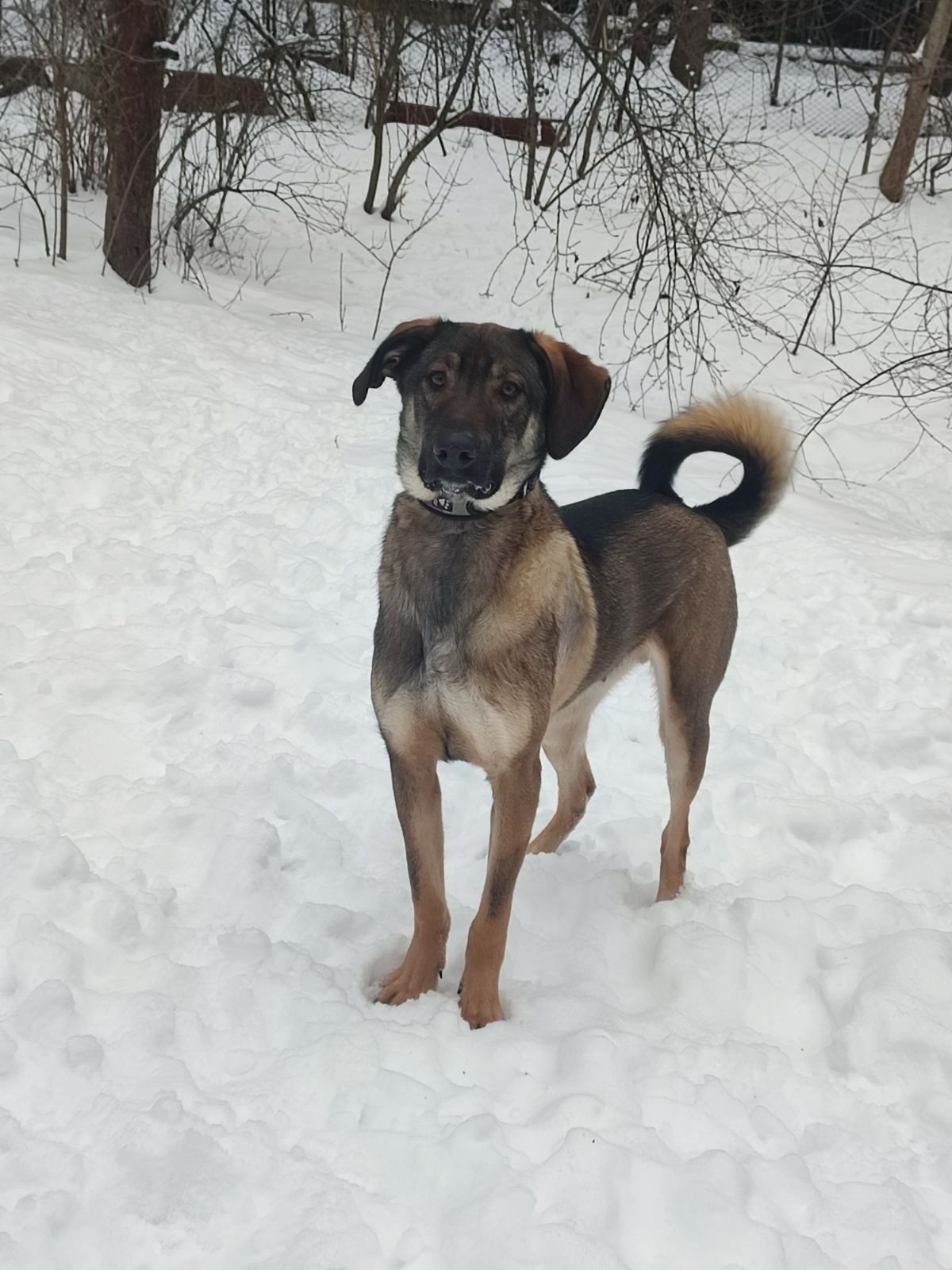 Молодой пес Лютик ищет дом