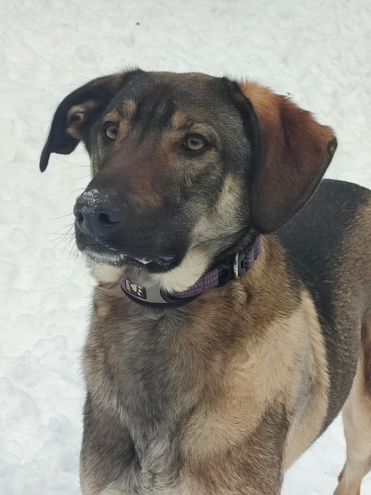 Молодой пес Лютик ищет дом