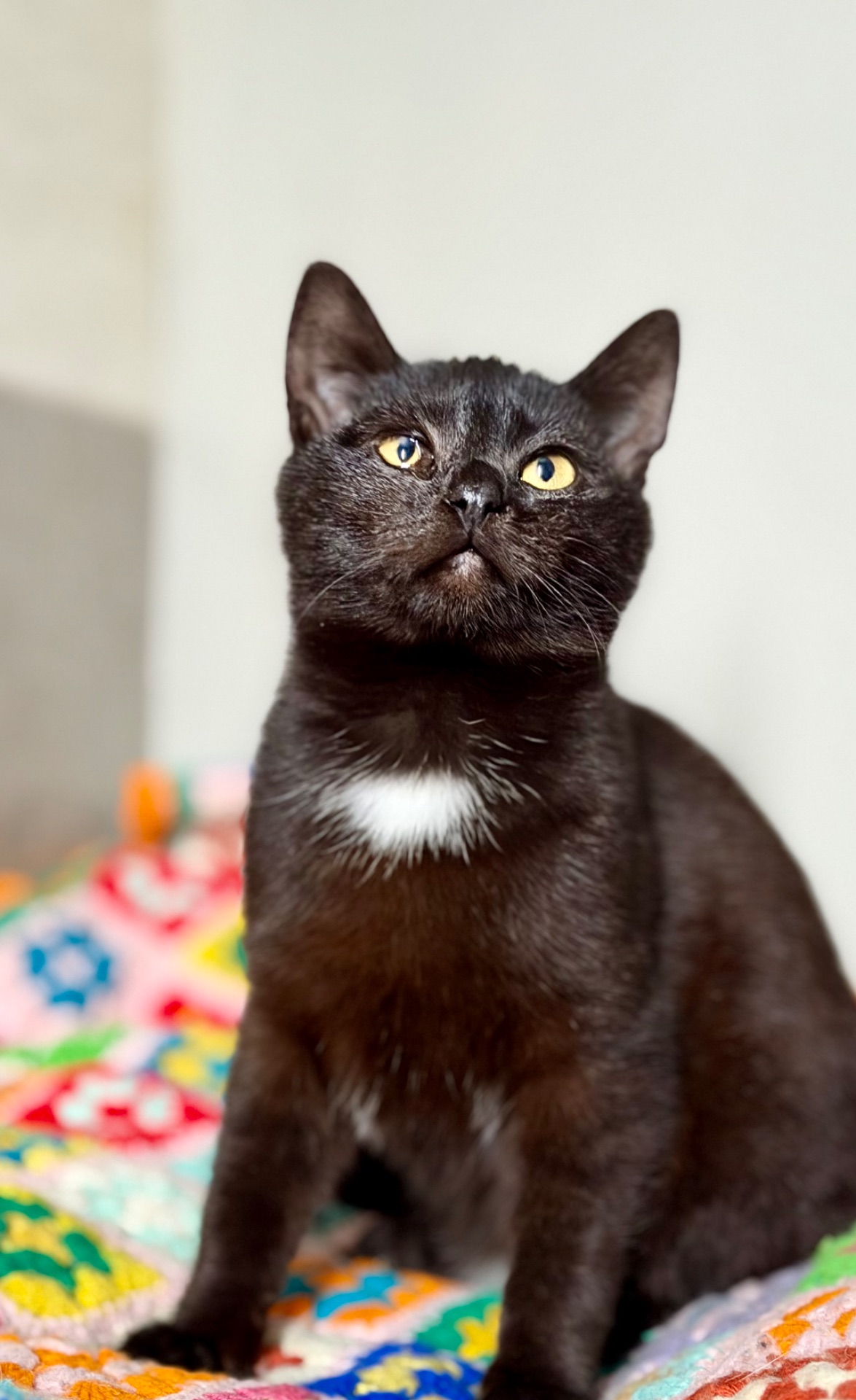 Чорне кошеня хлопчик Коксик