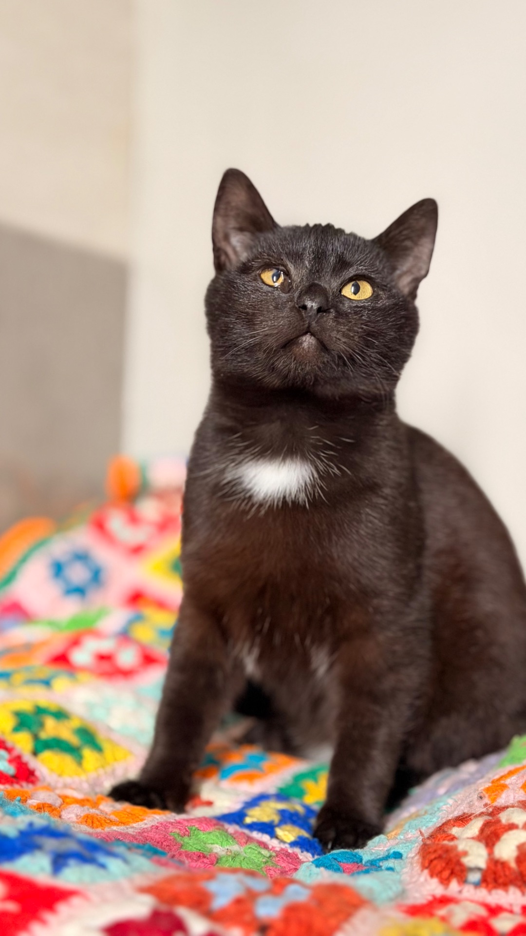 Чорне кошеня хлопчик Коксик