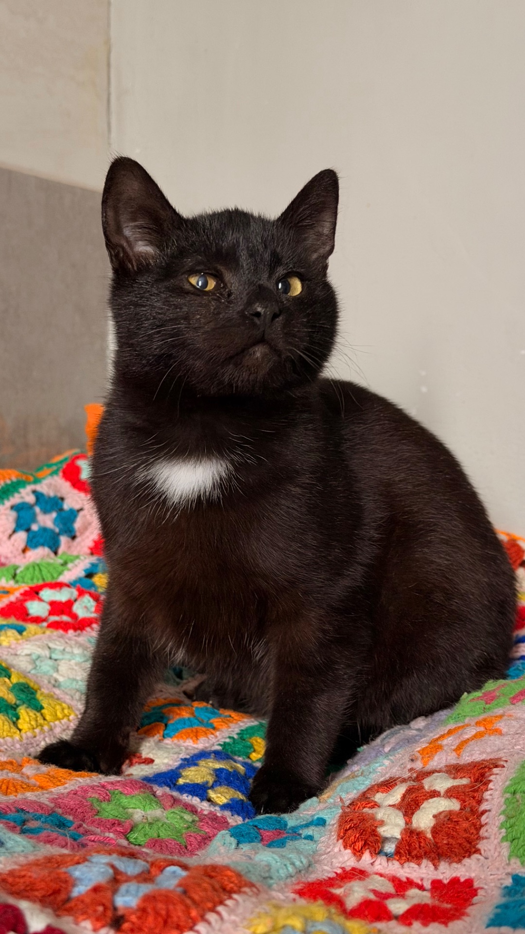 Чорне кошеня хлопчик Коксик