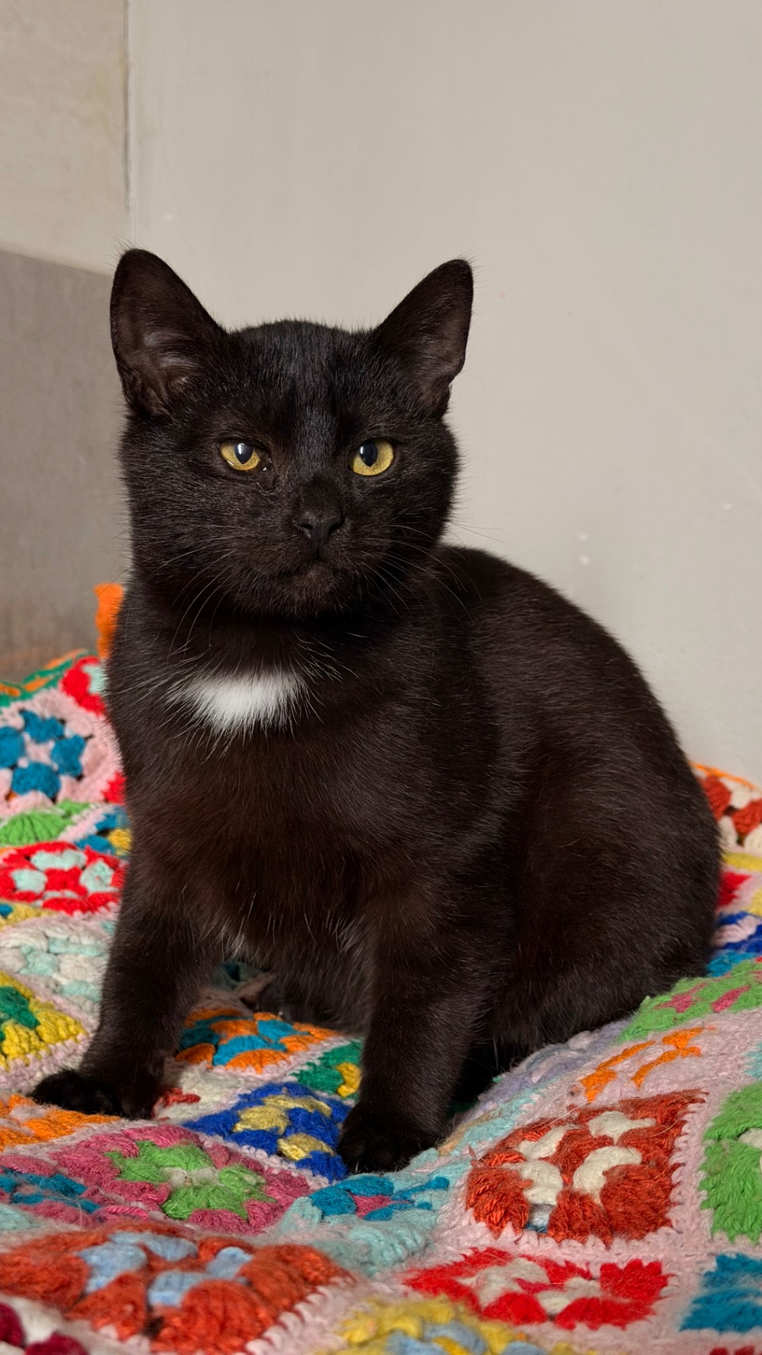 Чорне кошеня хлопчик Коксик