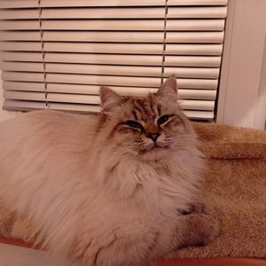 Котик кіт кошеня