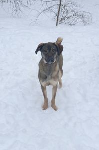 Молодой пес Лютик ищет дом