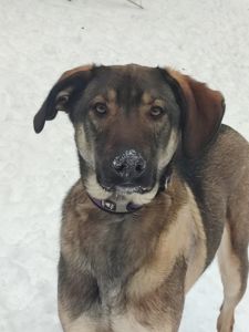 Молодой пес Лютик ищет дом