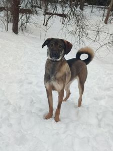 Молодой пес Лютик ищет дом