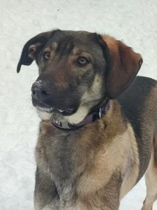 Молодой пес Лютик ищет дом