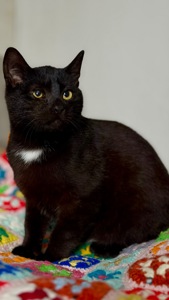 Чорне кошеня хлопчик Коксик