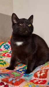 Чорне кошеня хлопчик Коксик