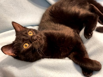 кошеня Ніколь