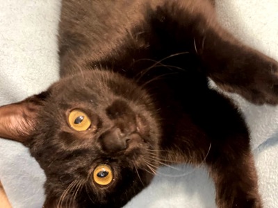 кошеня Ніколь