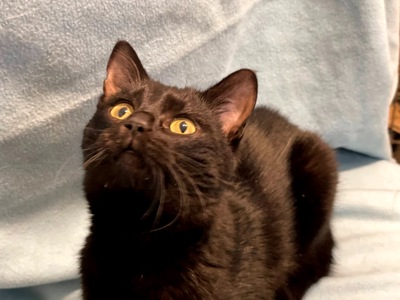 кошеня Ніколь