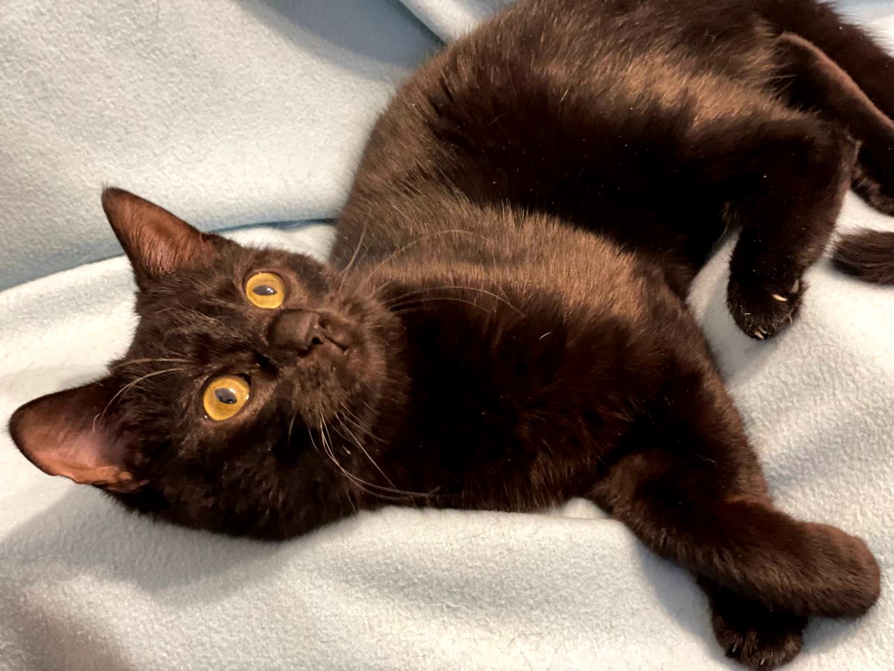 кошеня Ніколь