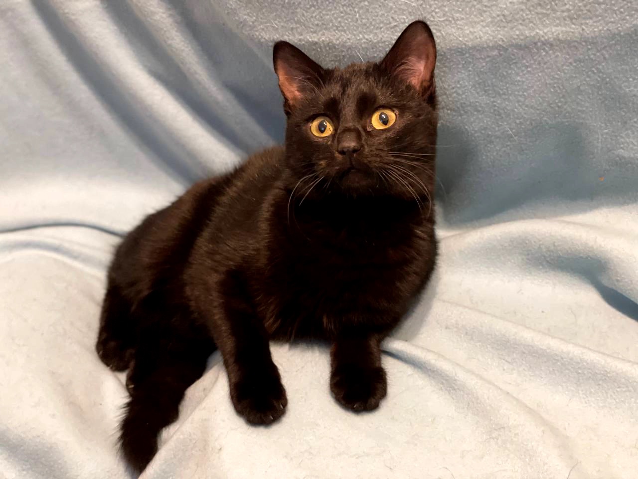 кошеня Ніколь