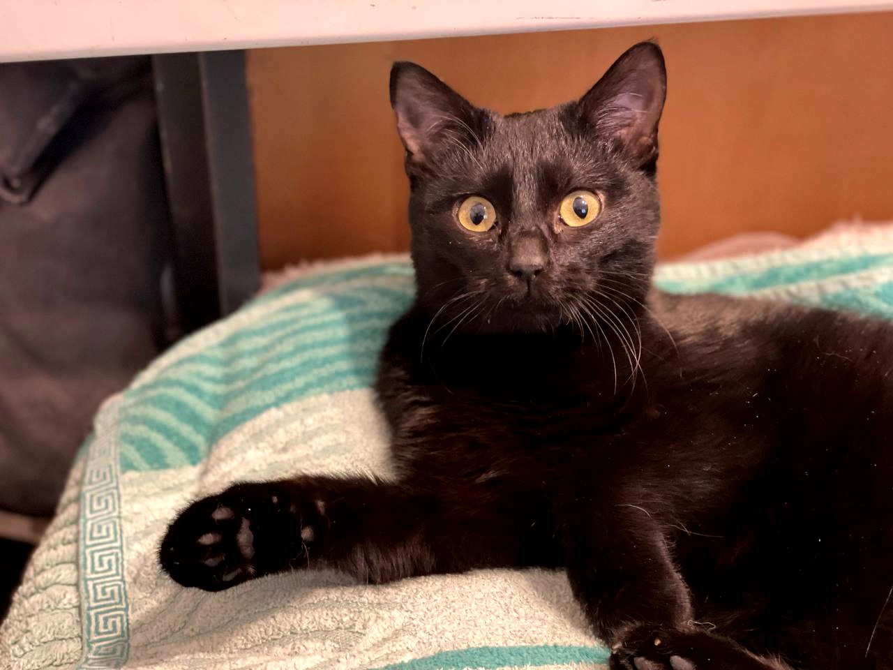 кошеня Ніколь