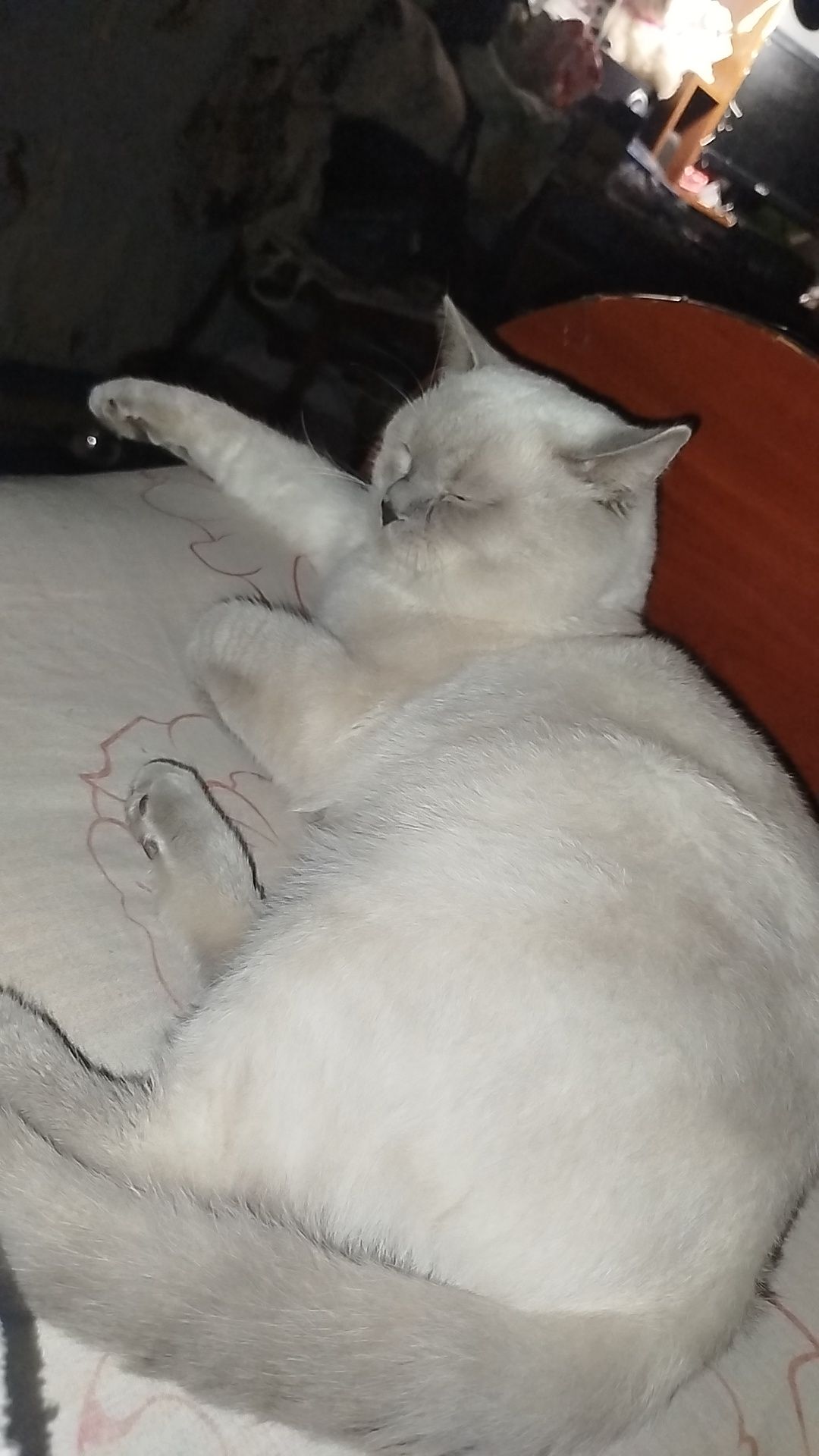 Два кота шотландец та британець