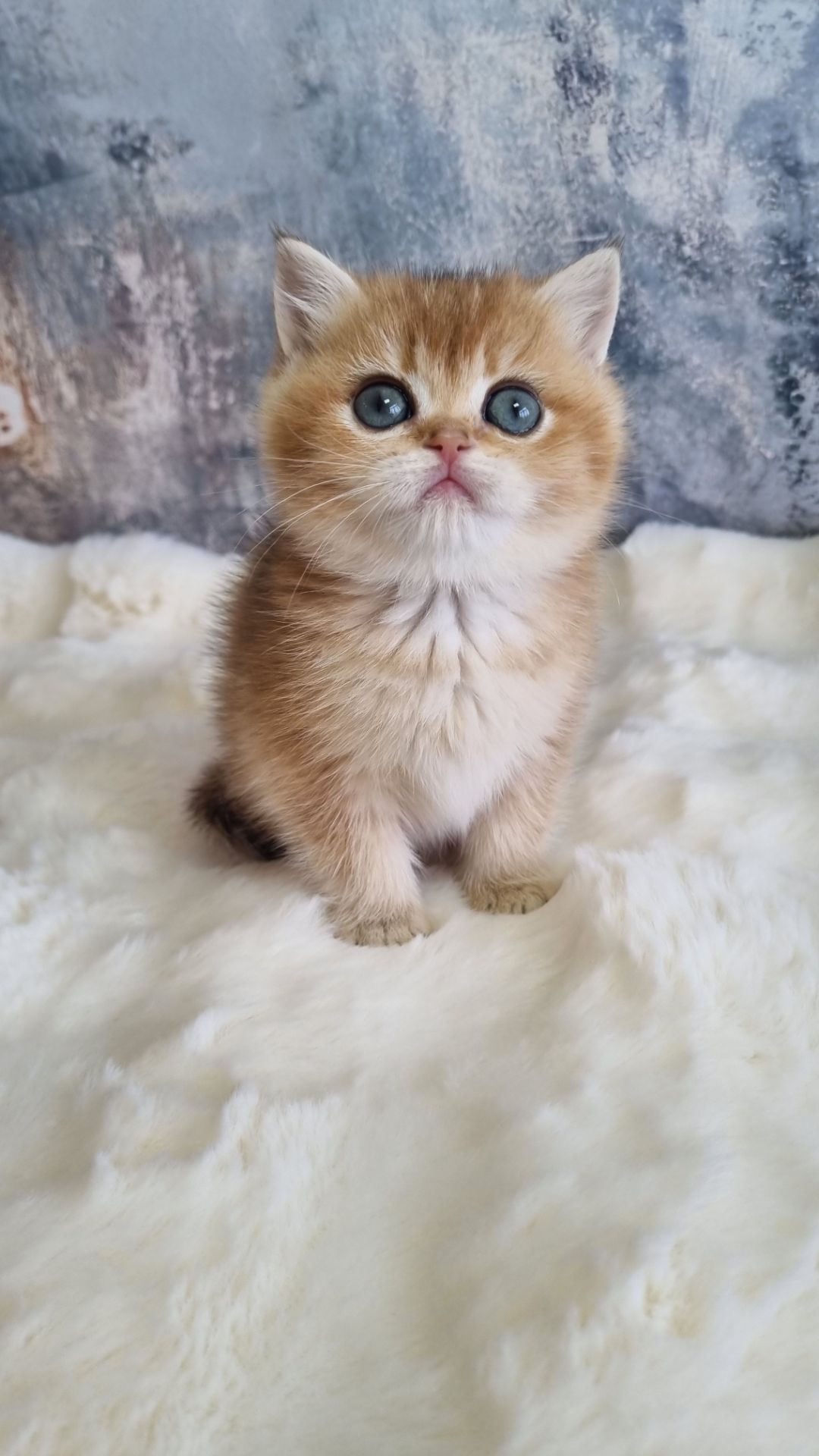 Золота шиншила дівчинка