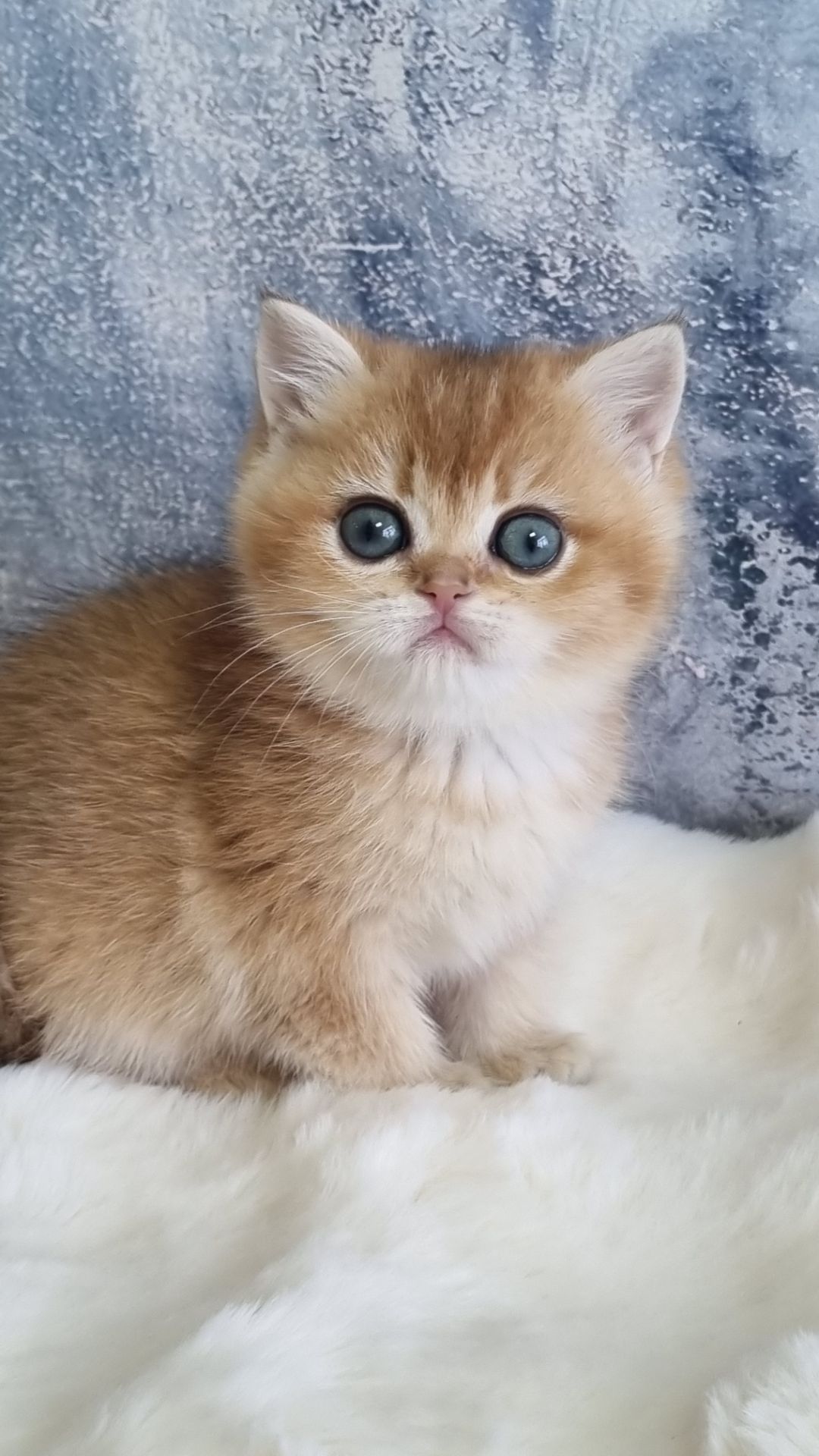 Золота шиншила дівчинка