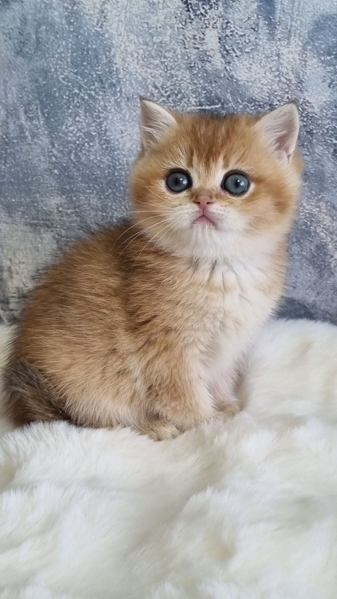 Золота шиншила дівчинка