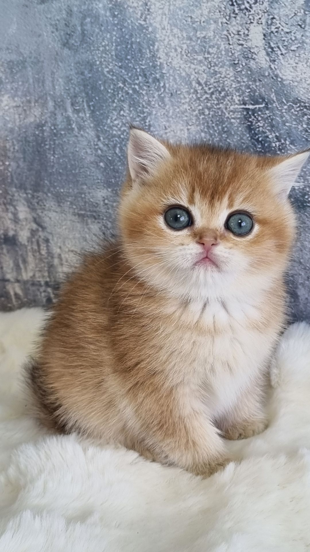 Золота шиншила дівчинка