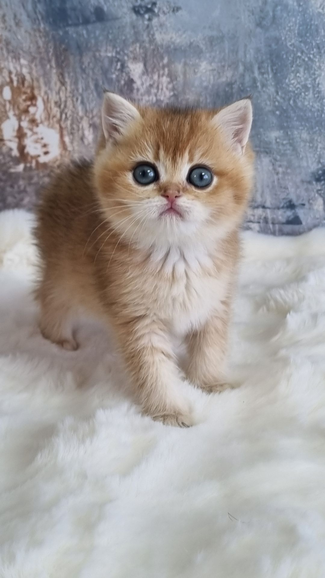 Золота шиншила дівчинка