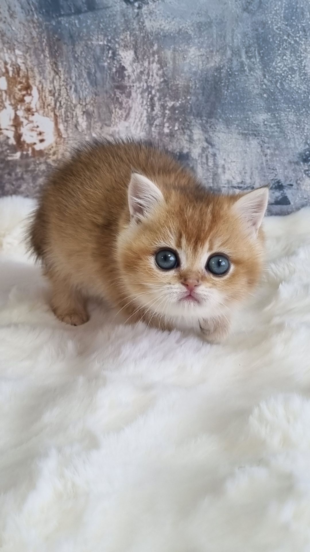 Золота шиншила дівчинка