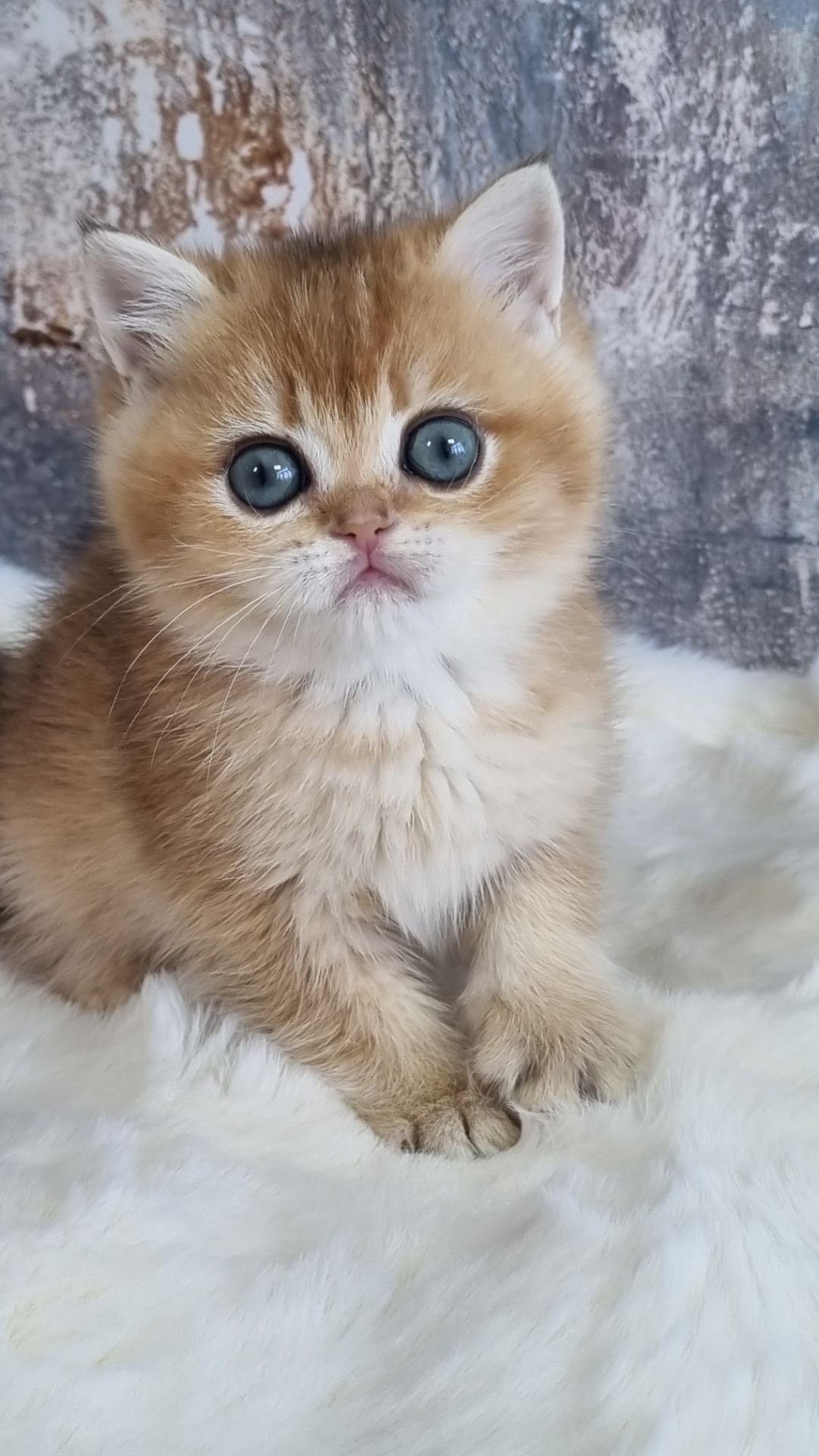 Золота шиншила дівчинка