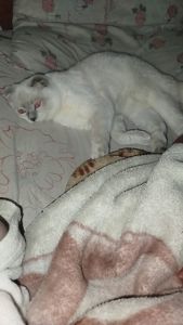 Два кота шотландец та британець