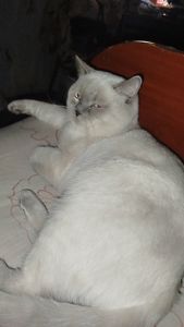 Два кота шотландец та британець