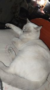 Два кота шотландец та британець