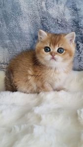 Золота шиншила дівчинка