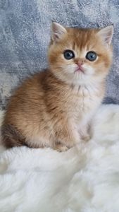 Золота шиншила дівчинка