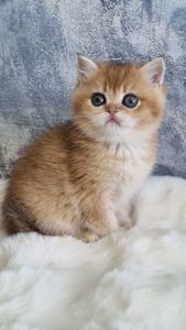 Золота шиншила дівчинка