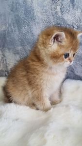 Золота шиншила дівчинка