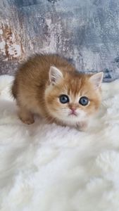 Золота шиншила дівчинка