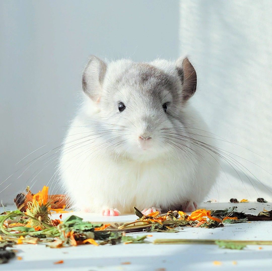 Королівська Перська Ангора 🤍