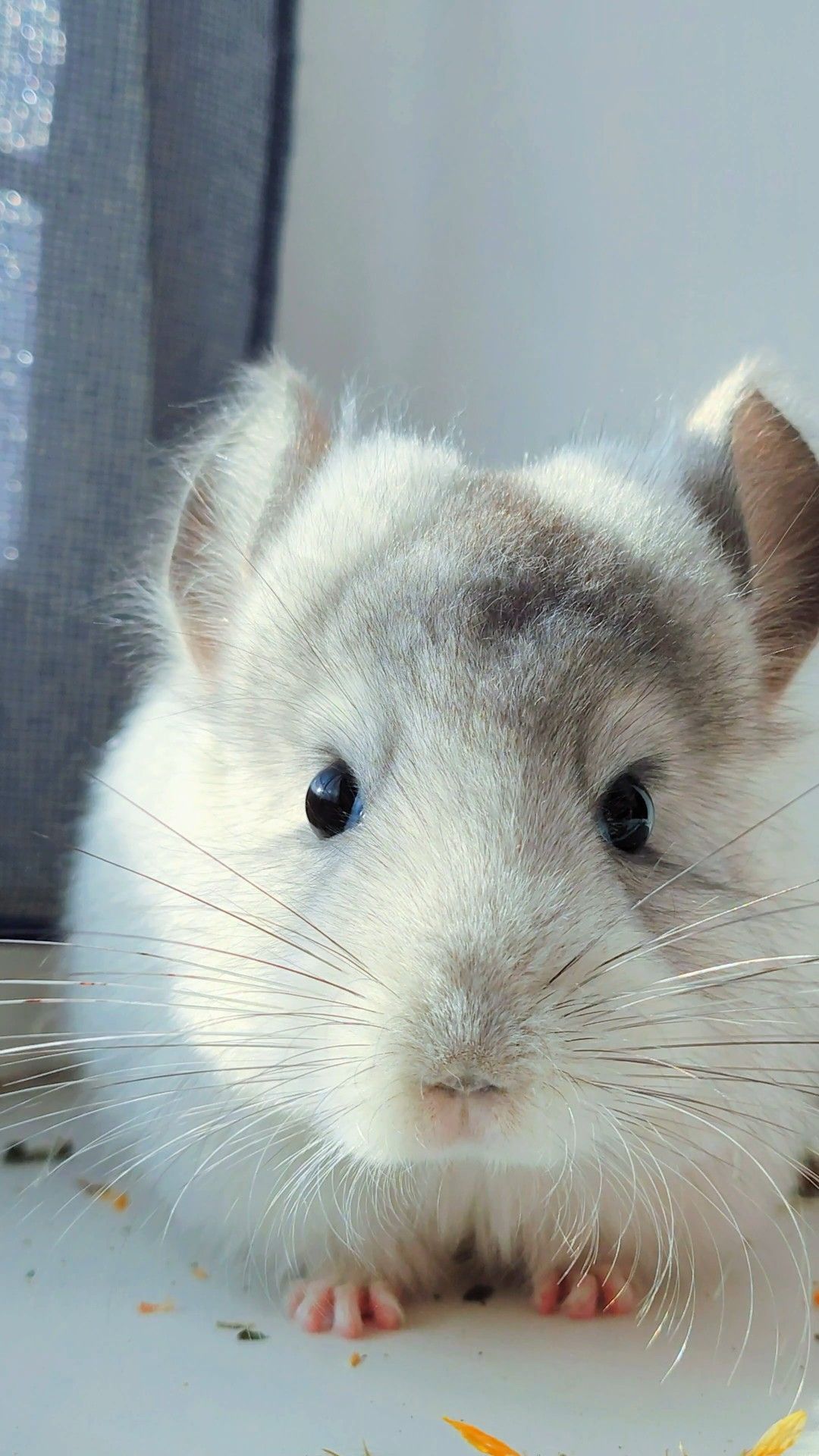 Королівська Перська Ангора 🤍