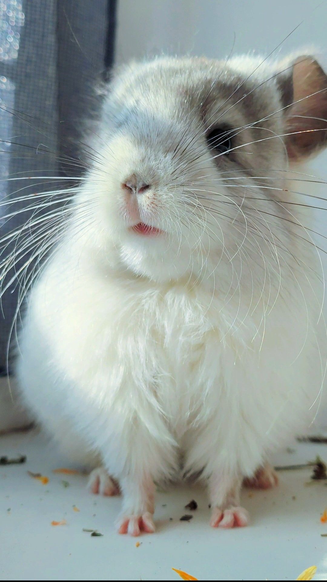 Королівська Перська Ангора 🤍