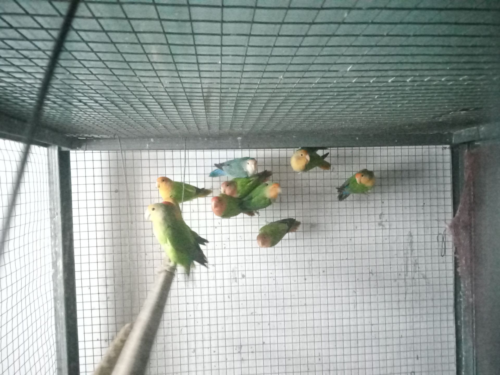 Нерозлучники розовощекі