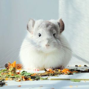 Королівська Перська Ангора 🤍