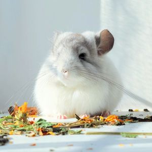 Королівська Перська Ангора 🤍