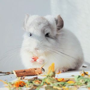 Біла Королівська Ангора🤍