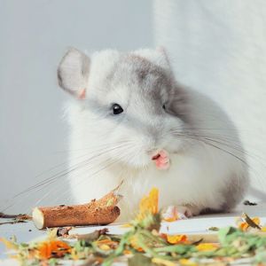 Біла Королівська Ангора🤍