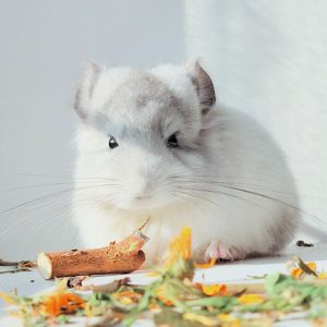 Біла Королівська Ангора🤍